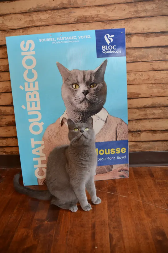 A cat in front of a campaign poster