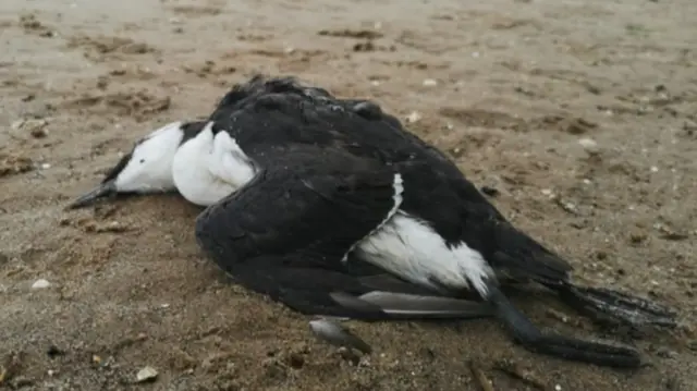 Dead seabirds are being found on beaches along the east coast