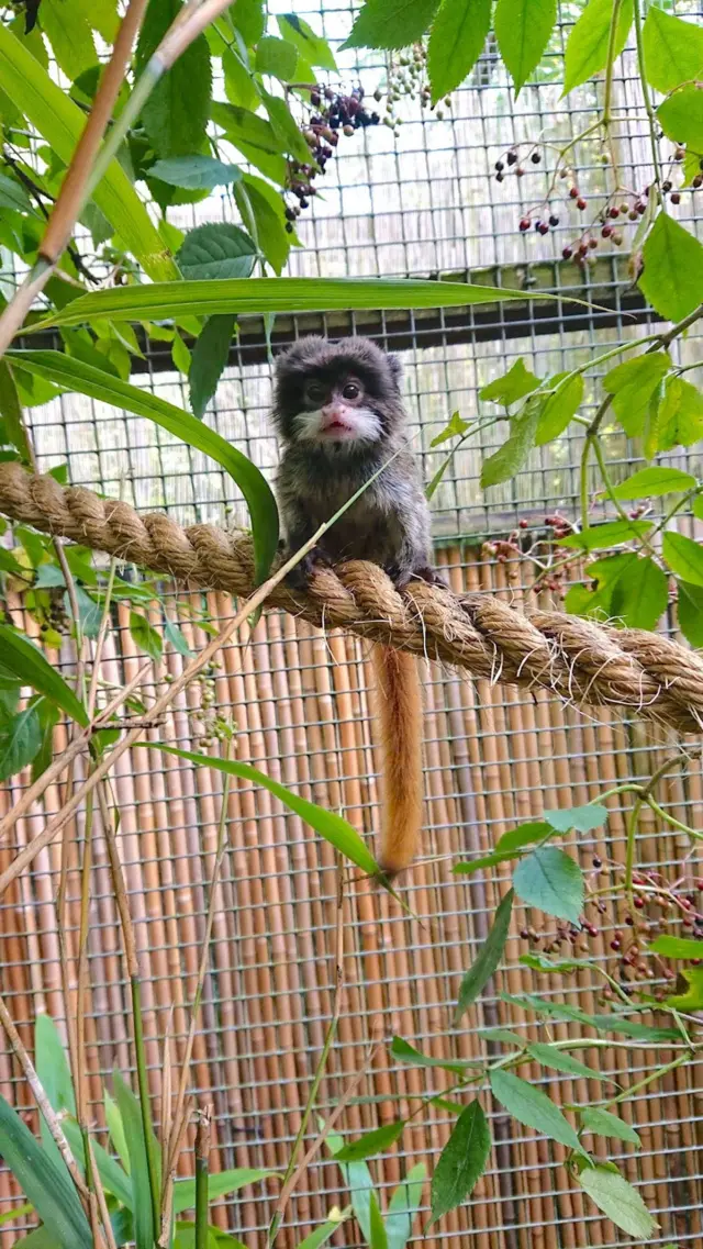 Emperor tamarin