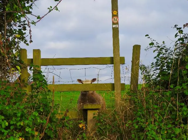 A sheep peeps through a fence in Great Chatwell, Staffordshire