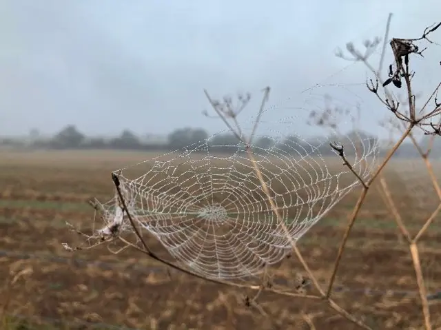 A spiders web in Wolston, Warwickshire