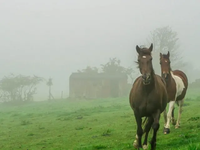 Horses in Leek, Staffordshire