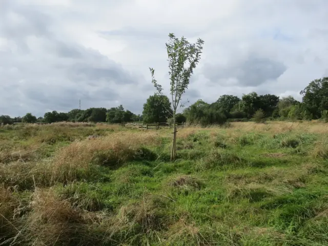 Hope Coppice