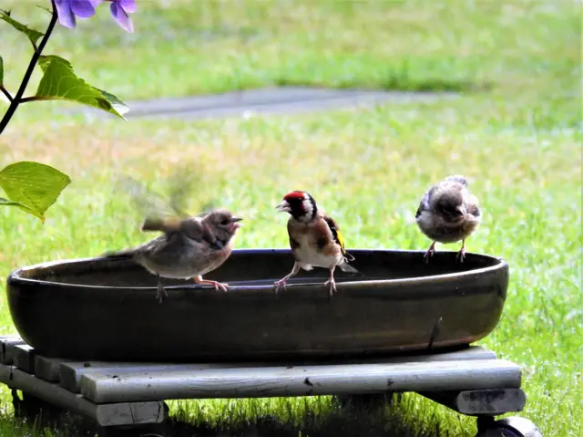 East Leake birds