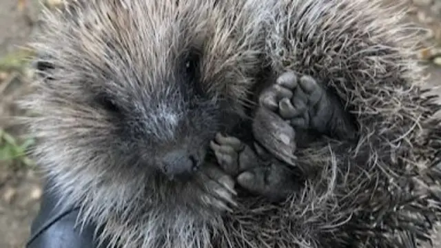 Hedgehog