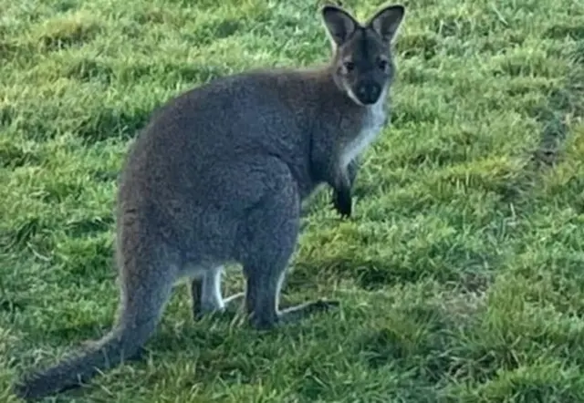 Ant, the Wallaby.