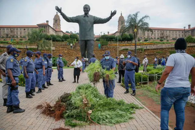 South African Police Services (SAPS) members confiscate marijuana plants during a raid at the camp of King Khoisan South Africa (not pictured) at the Union Buildings in Pretoria on January 12, 2022