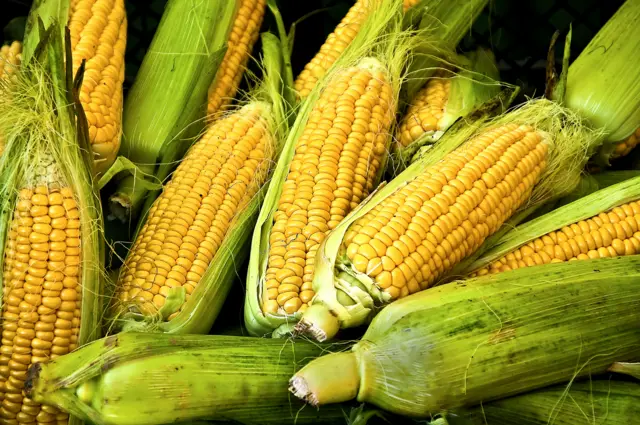 Stock photo of corn