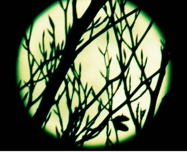 Wolf Moon seen through branches