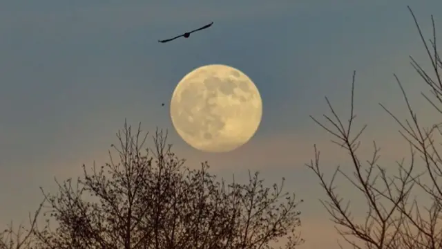 Red kite soaring in front of the moon at north cave wetlands