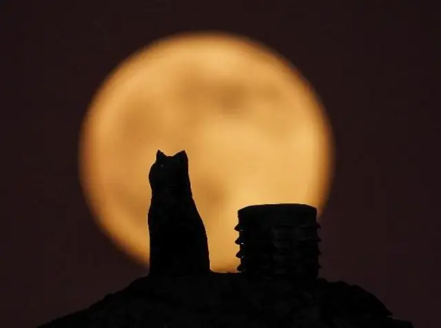 Cat looking at moon