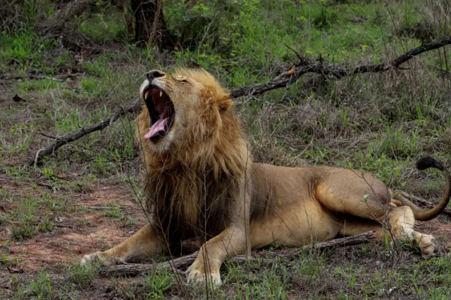 A male lion yawns in front of tourists (unseen) in South Africa's Kruger Park