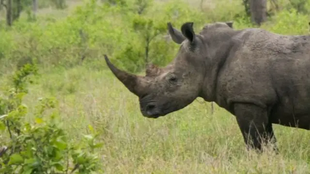 A rhino in Kruger Park, which borders Mozambique