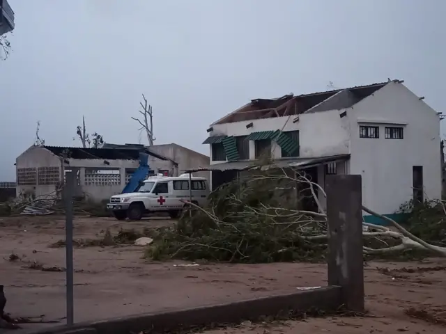 An uprooted tree in northern Mozambique.