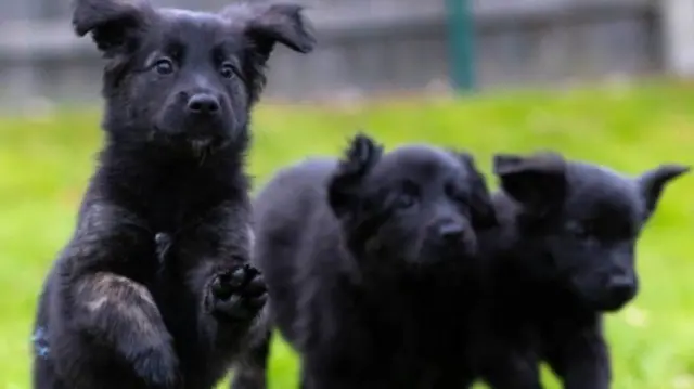 Guide dog puppies