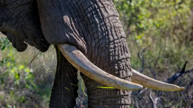 n elephant feeds in the bush in the Sabi Sands nature reserve on November 29, 2021