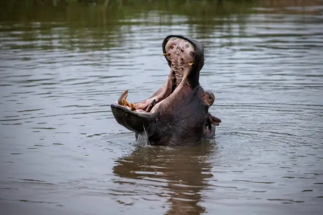 A hippopotamus