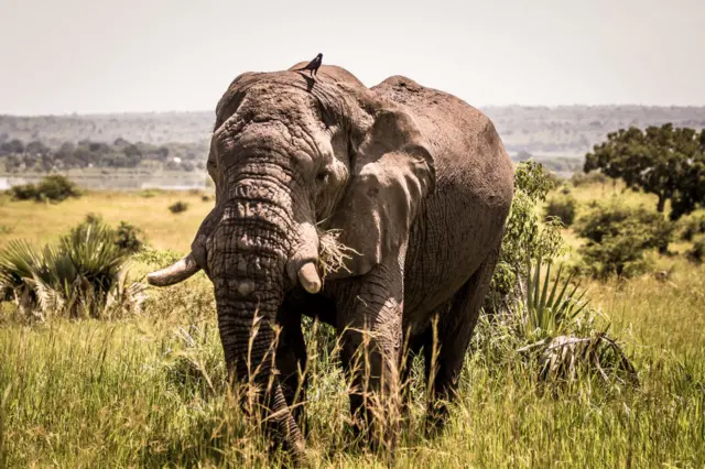 An elephant at Murchison Falls National Park