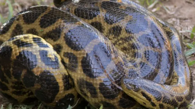 A yellow anaconda