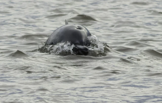 Dolphins in River Ouie