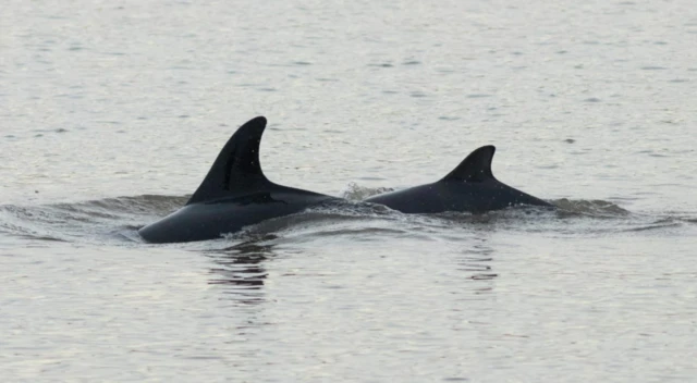 Dolphins in River Ouse