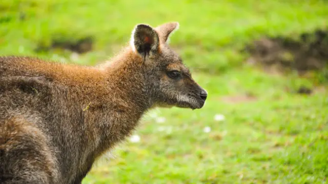 A wallaby