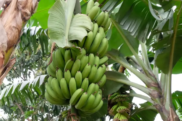 Banana tree in Rwanda