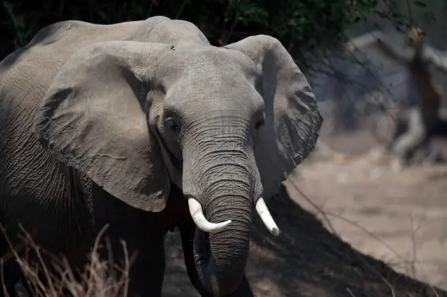 An elephant in Zimbabwe