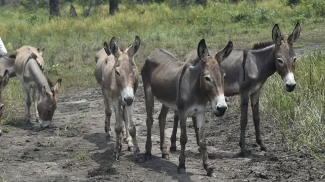 A man lead donkeys popularly called "fine boy" to the abattoir in Ughelli, Delta State in southern Nigeria, on August 24, 2017.