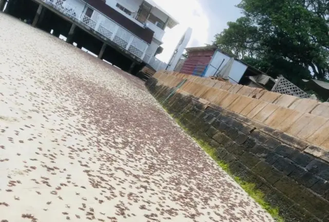 Dead crabs wash up at a beach in Zanzibar