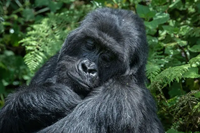 A female adult mountain gorilla looks on at the Volcanoes National Park, Rwanda, on October 29, 2021.