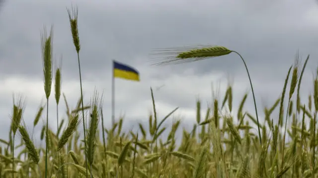 Ukrainian grain