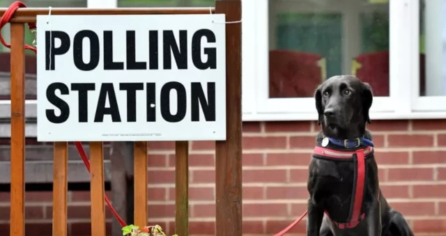 Dog outside a polling station