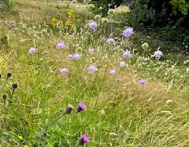 Wildflower Meadow project