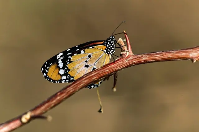 Butterfly in Sudan