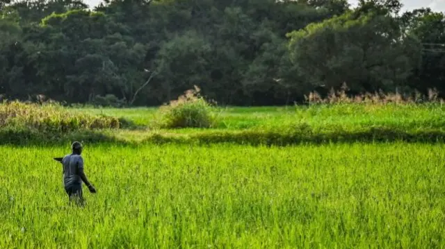 A farmer sprinkles fertiliser on a field.