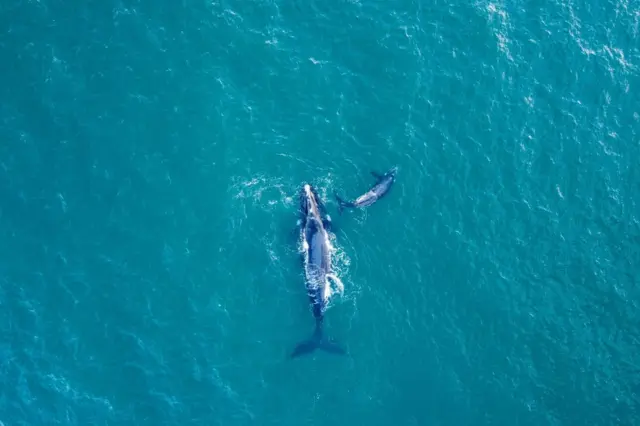 Whales swimming off the coast of South Africa.