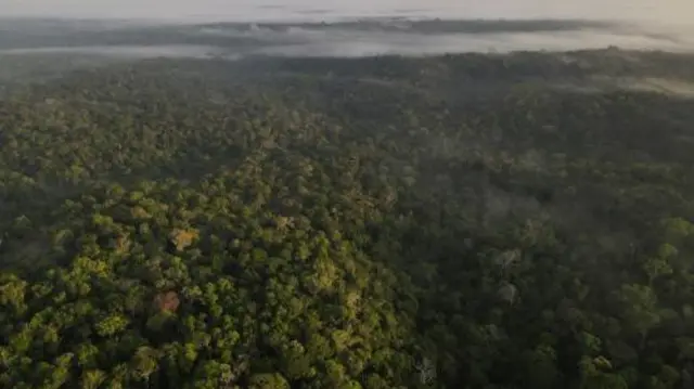 An aerial view shows trees as the sun rises at the Amazon rainforest in Manaus, Amazonas State, Brazil