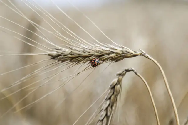 Wheat growing in a field.