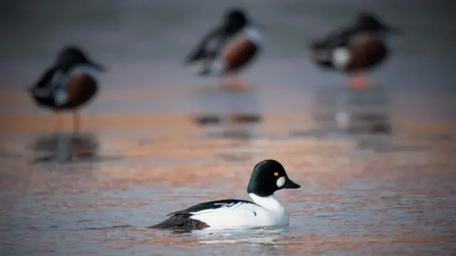 Undated handout photo issued by Woodland Trust of a Goldeneye (Bucephala clangula)