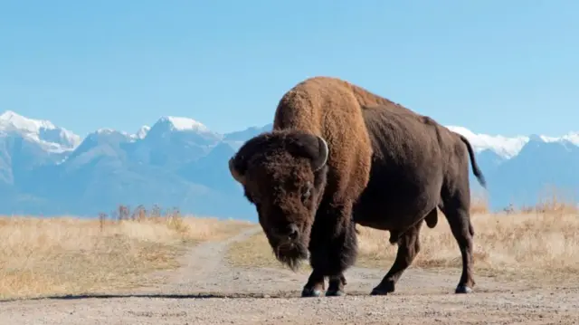 A buffalo in Montana