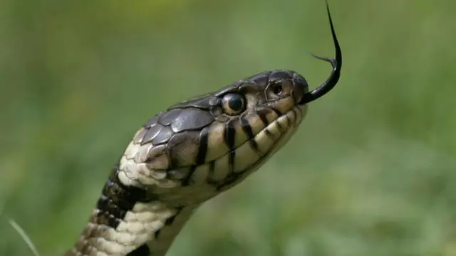 Grass snake