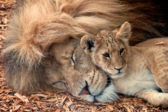 A male lion and a lion cub.