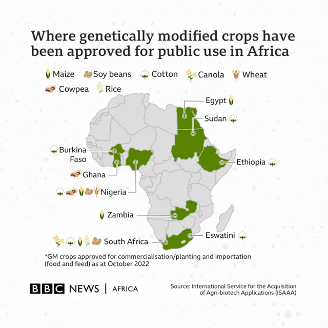 A guide to GM food in Africa
