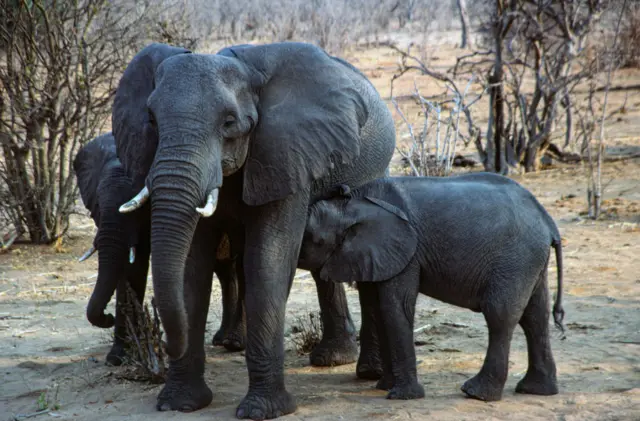 Elephants in Zimbabwe