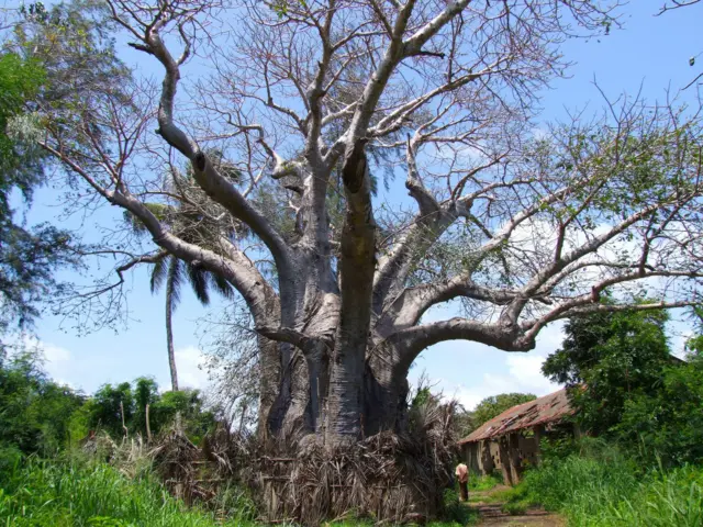 Baobab near Sabaki river, Malindi, Kenya