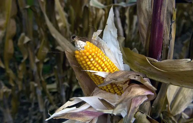 Genetically modified maize