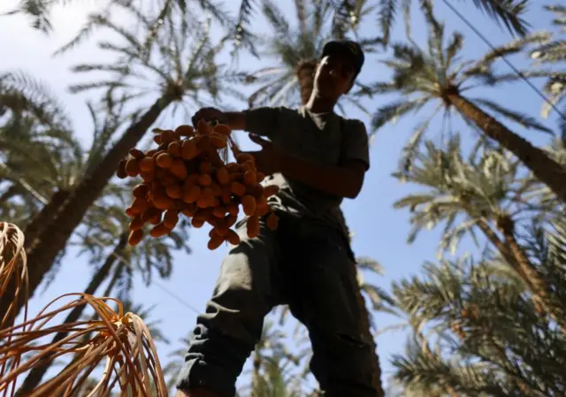 A farmer carries date palms picked from palm trees during the harvest season at Dahshour village, south of Giza governorate, Egypt