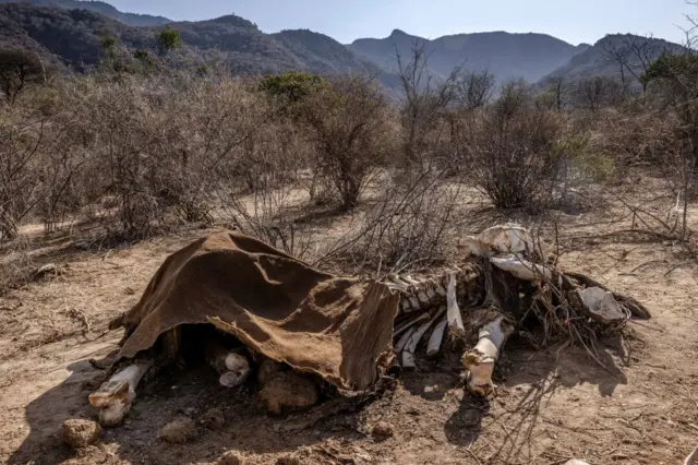 The carcass of an adult elephant, which died during the drought, is seen in Namunyak Wildlife Conservancy, Samburu