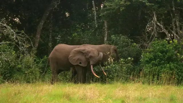 Elephants in the Pongara National Park forest